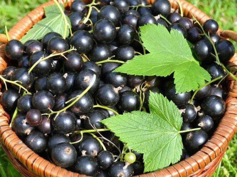 Смородина купить саженцы из питомника в Магнитогорске