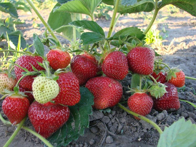 Клубника купить саженцы из питомника в Магнитогорске