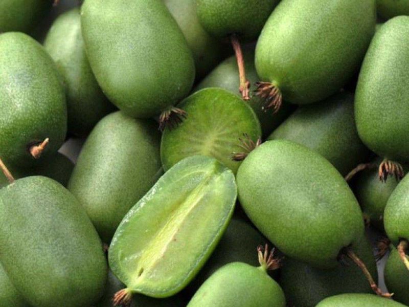 Актинидия купить саженцы из питомнике в Магнитогорске