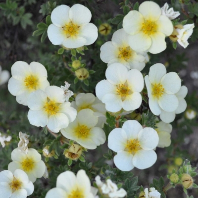 Лапчатка "МАУНТ ЭВЕРЕСТ" (стакан Р9)